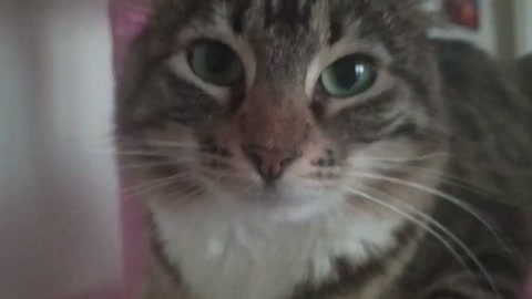 I love my cats