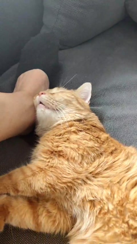 What gives him the right