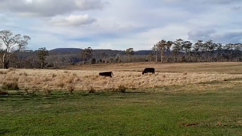 Moo moos