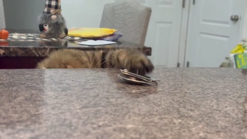 Kitty kitty