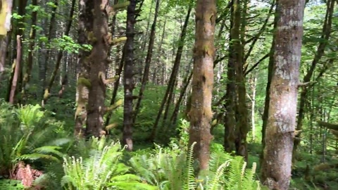 trees