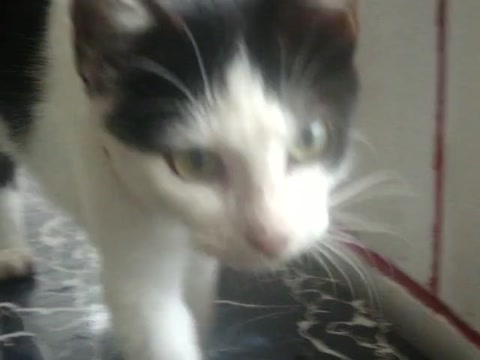 my catt :3