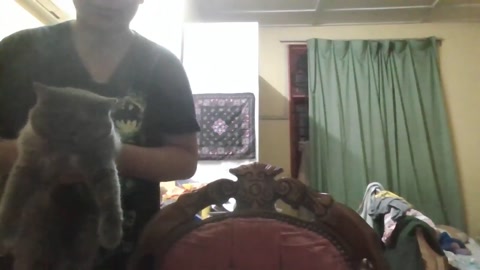 my cat