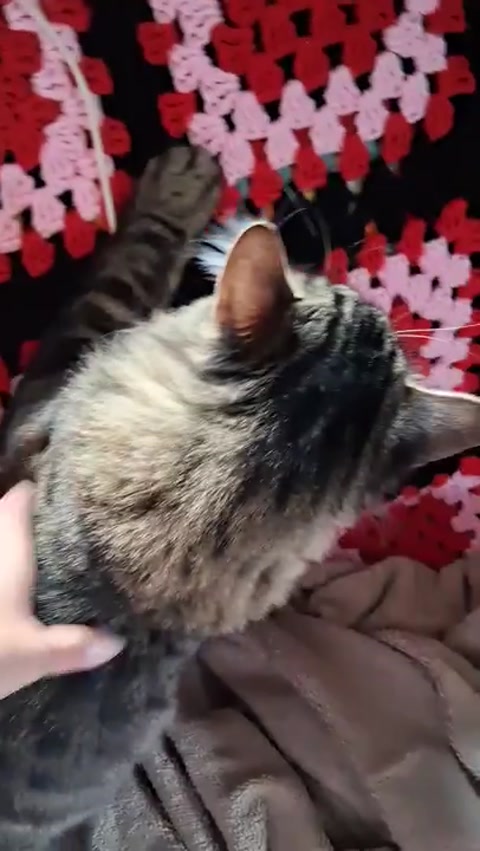 Playing with my kitty