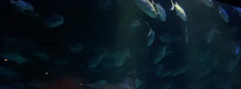 Loud ass kids in the aquarium