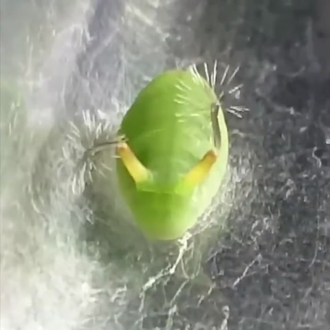 caterpillar breakcore
