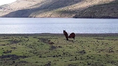 I saw a horse give birth
