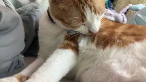Meow