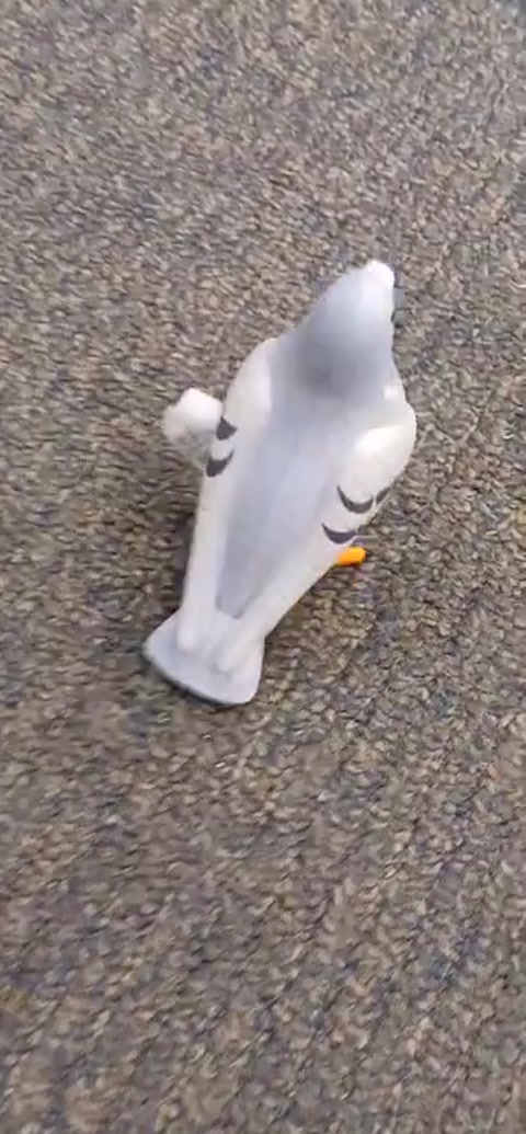 my pigeon