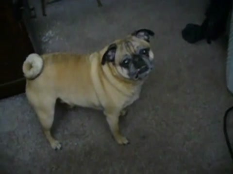My dog