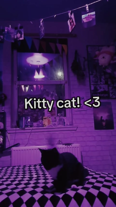 Today I'm going to turn into a super cute Kitty cat <3