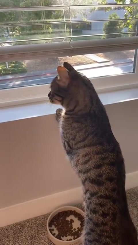 kitty