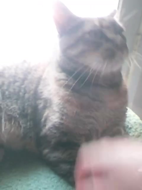 kitty katze