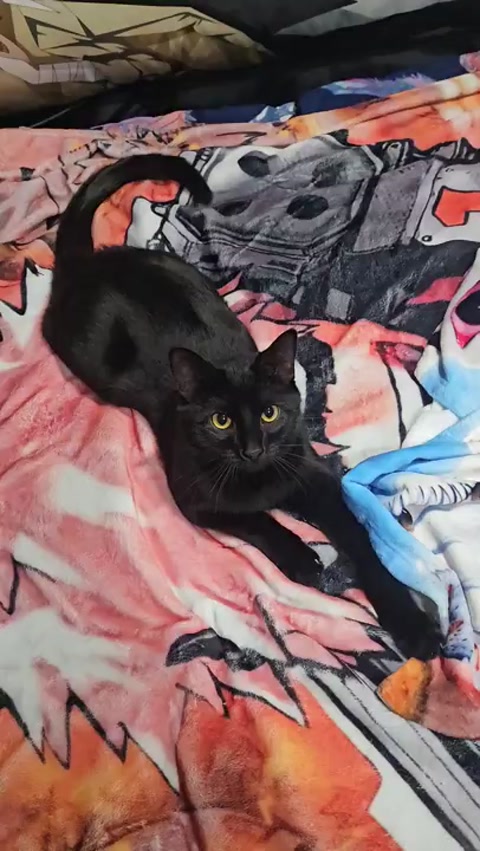 Kuro 2/18/2026