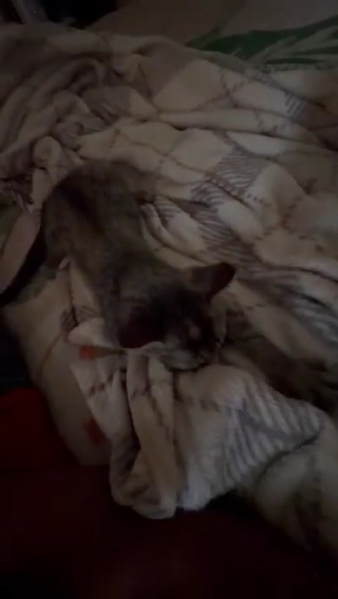kitty biscuiting