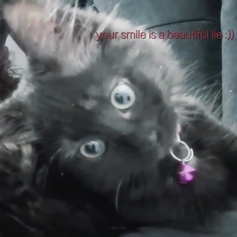My cat being swagger
