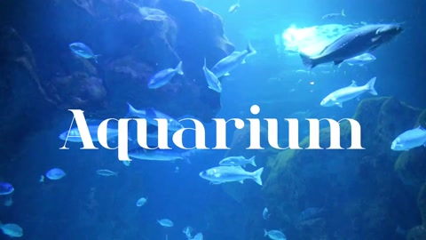 Aquarium edit :]