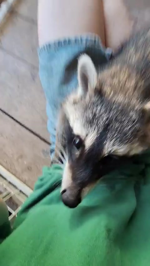 Lil racoon