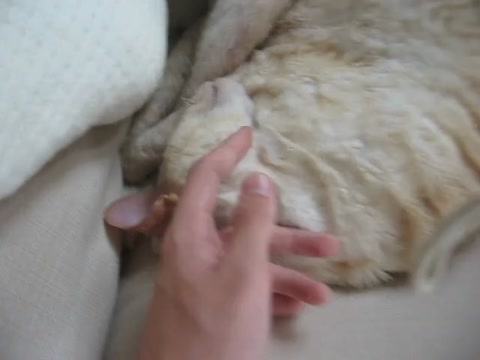 My cute kitty :D and channel news