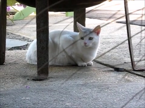 cats