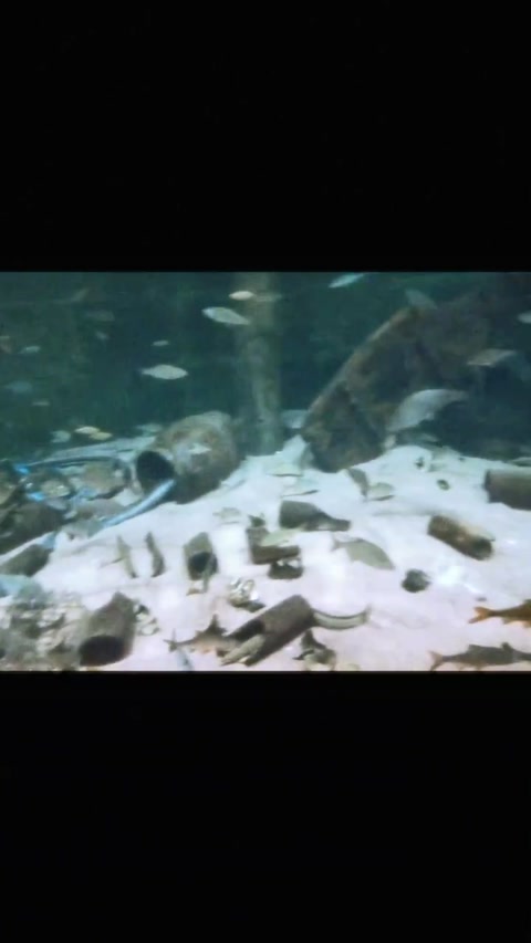 Another video of the fishes