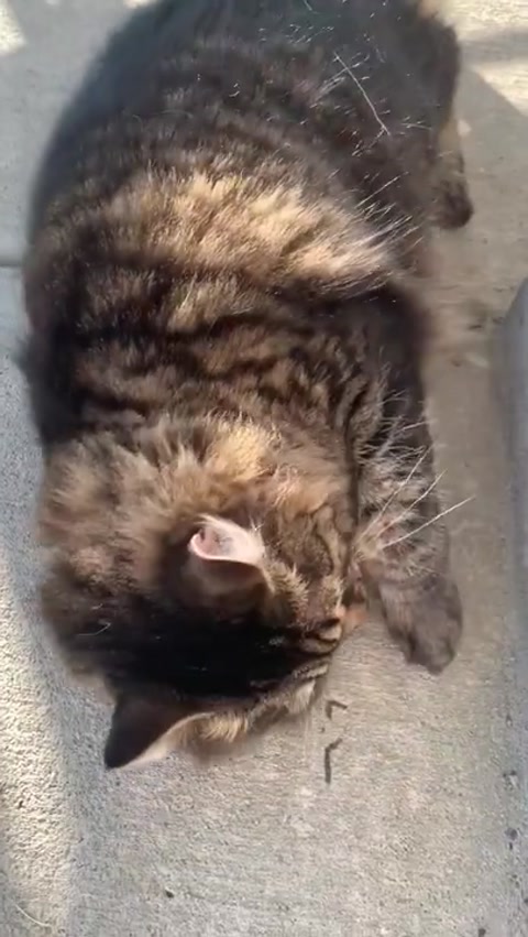 kitty goes outside for the first time