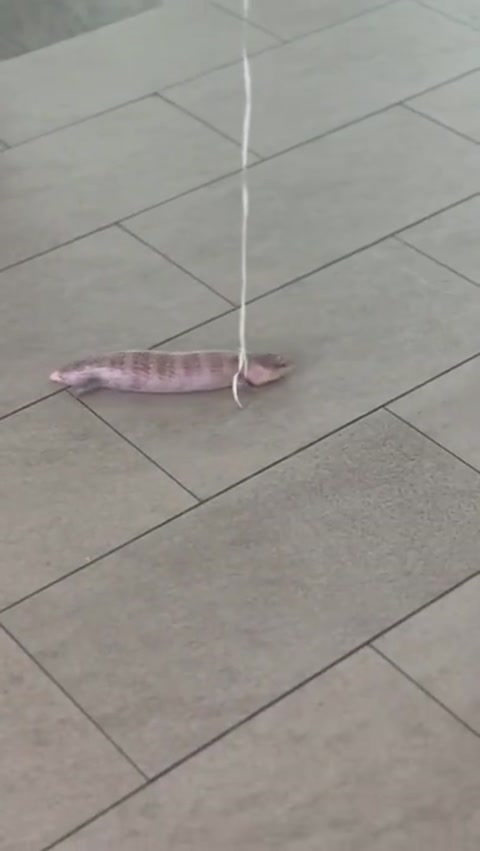a lizard in a mall with a balloon around its neck