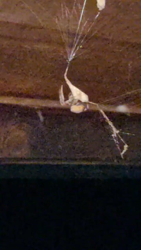 Spider 9/4/2022