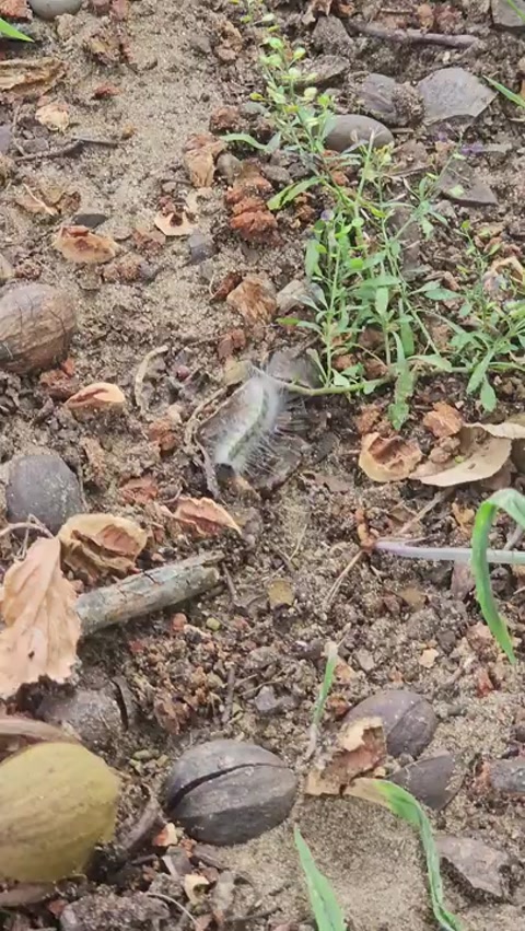 Caterpillar 8/31/2025