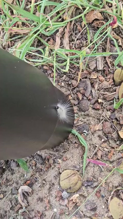 Another Caterpillar 8/31/2025