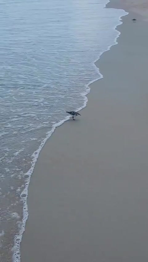 Washed Bird