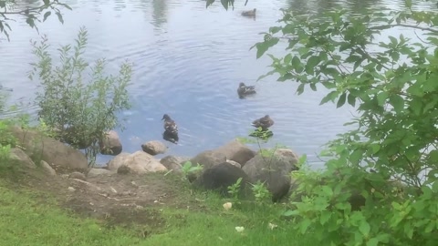 Ducks #2