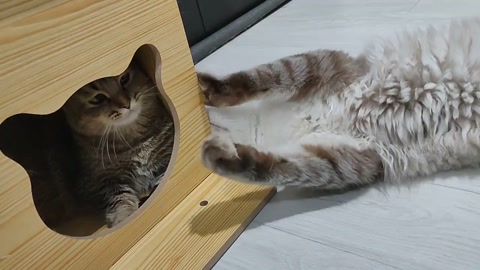 Kitten disturbs cat’s tranquility