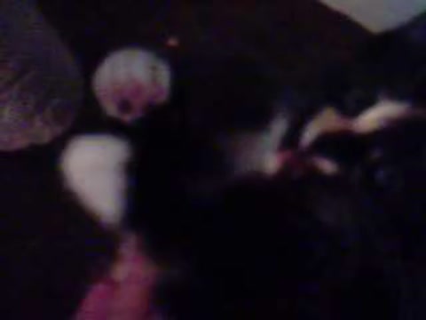 kittens + big boy!!!