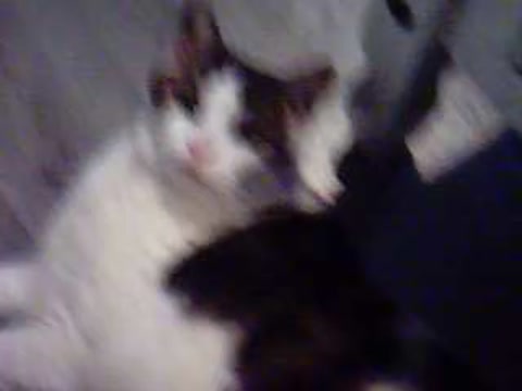 2 other kitties (and mega obese kitty)