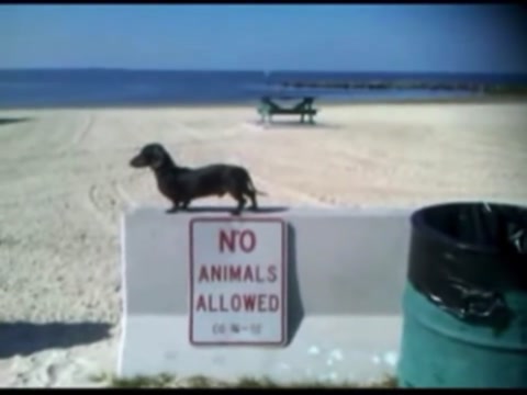 no animals allowed