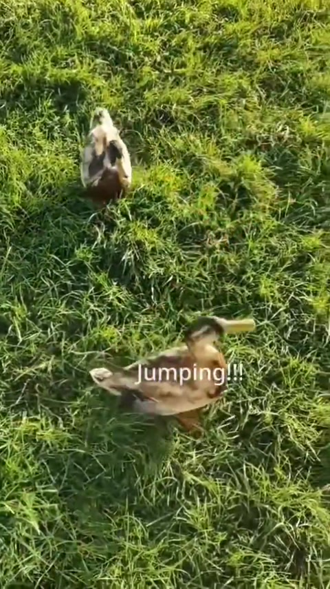 Ducks are actually dogs (feeding ducks)