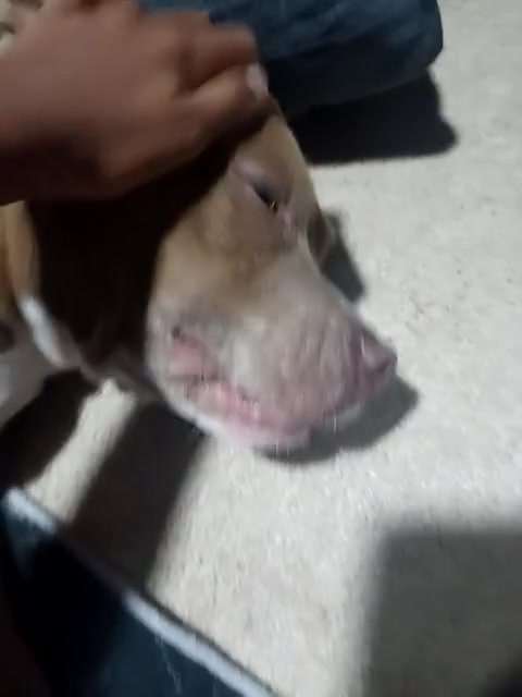Pet dog