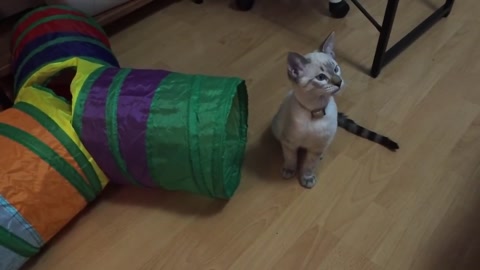 Gato 🐈