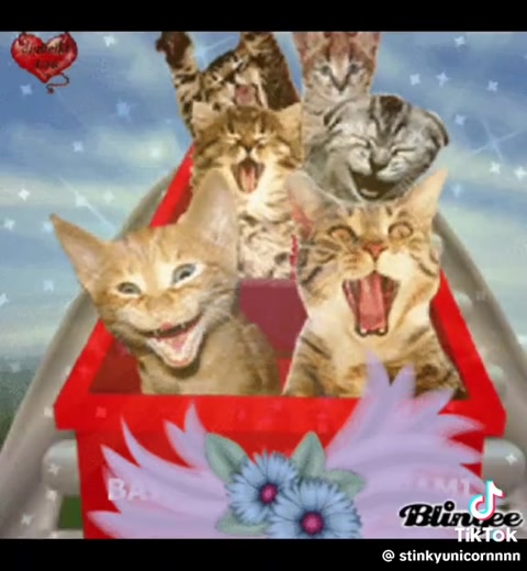 Kittys♥︎♡♡