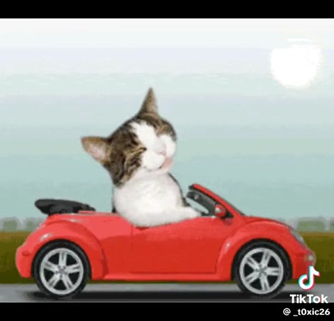 Cats are in this