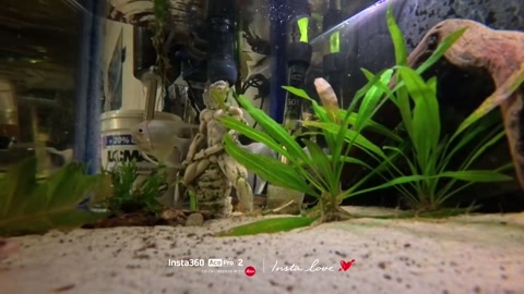Insta360 Ace Pro 2 Underwater Test in my fish tank