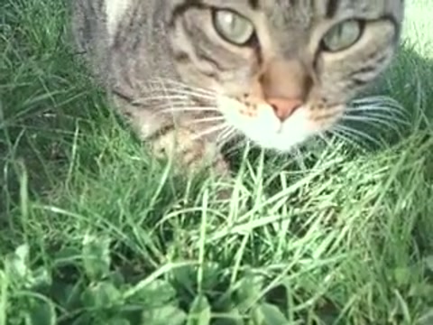 cute cat tries to eat camera while purring