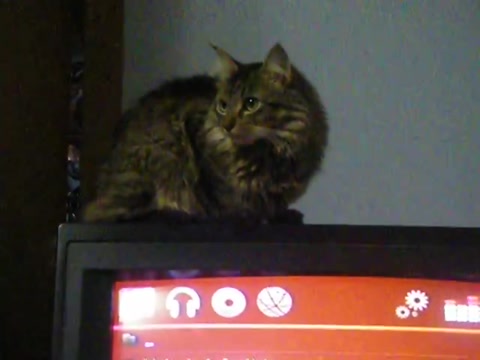 Cat listens to Eminem while sitting on the TV
