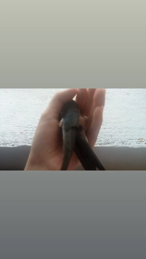 showing u ma bird
