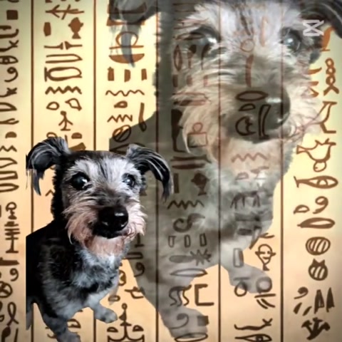 Polly x Egypt?!