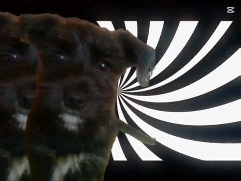 The looping dog