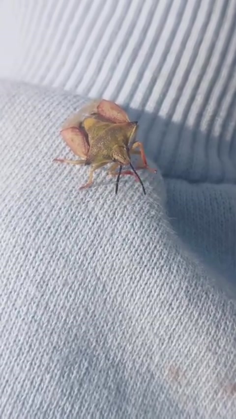 A shield bug cleaning its antennas