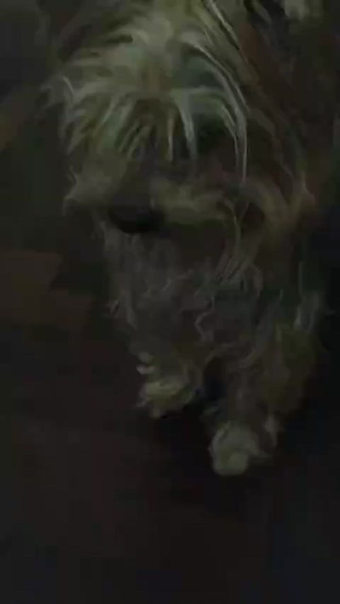 my fatass dog