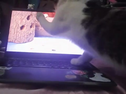 Primal Chad Cat Hunts mice for food.